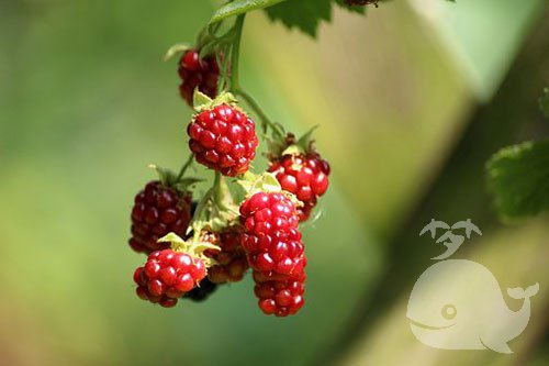 做此梦-预示敌人会越来越多