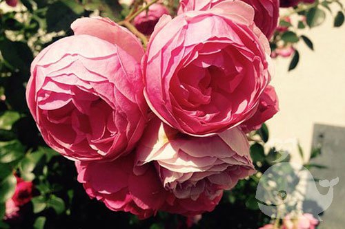 做此梦-会收到极为重要的好消息