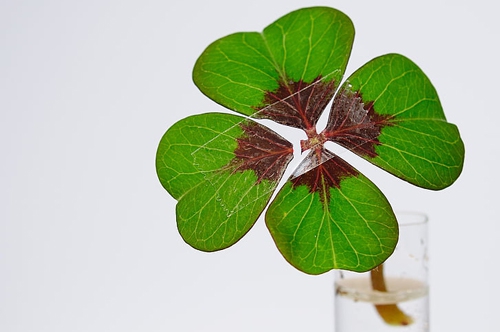 梦见此事-预示你会有好运气