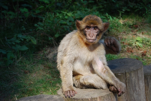 梦见自己砍猴子
