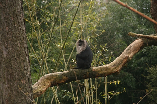梦见猴子保护我