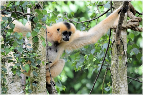 梦见我背着猴子