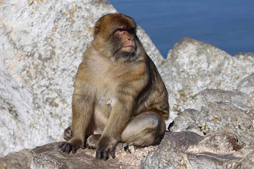 梦见从来而降一只猴子
