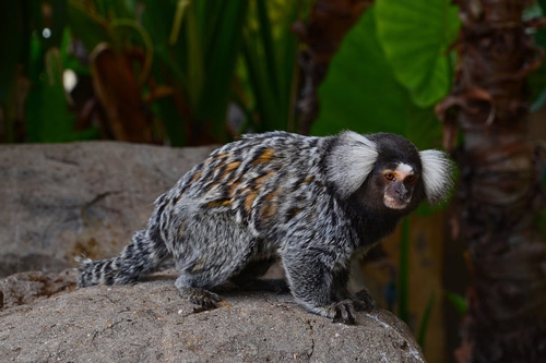 梦见一只很脏的猴子