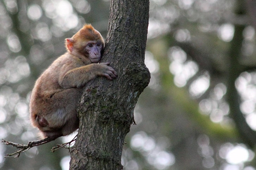 梦见别人牵了只猴子