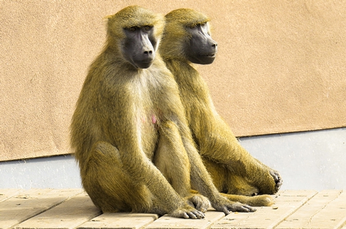 梦见好多猴子在袋里