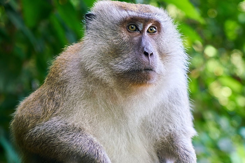 梦见一彩色猴子