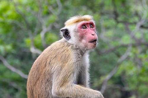 梦见一窝兔子和猴子