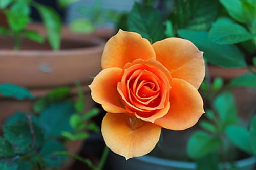 做此梦-表示幸福要降临在你身上了