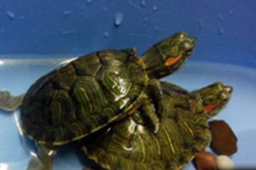 乌龟