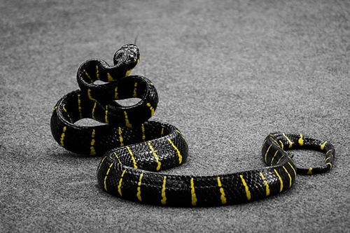 梦见蛇叫我妈妈