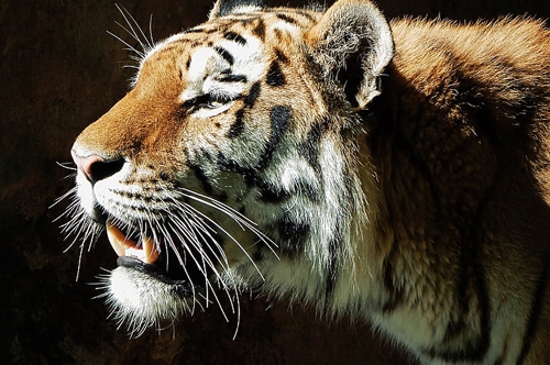 梦见老虎帮我干活