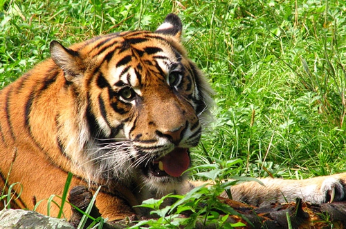 梦见老虎在吃鱼