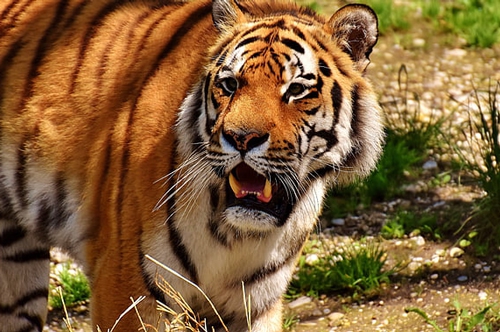 梦见老虎走向别人