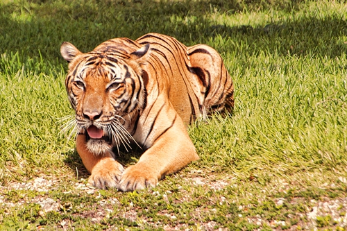 梦见老虎很开心