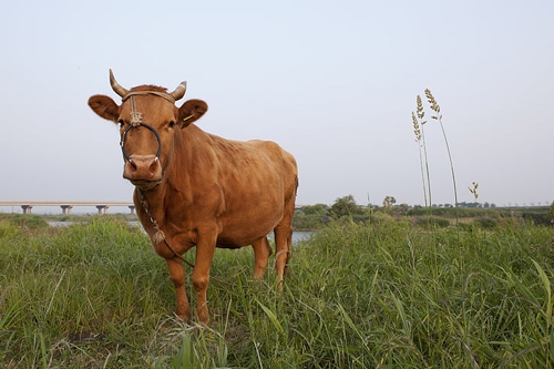 梦见老虎和老牛