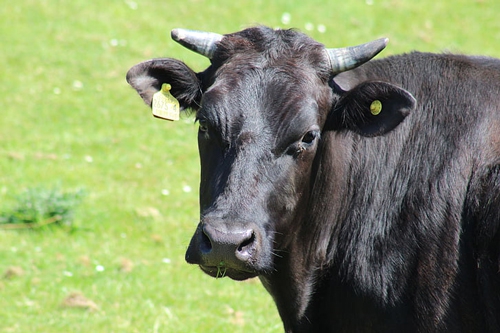 梦见别人被牛踩人