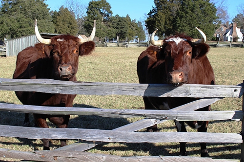 梦见好大一个牛拉跑
