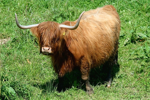 梦见一头大石牛堵路