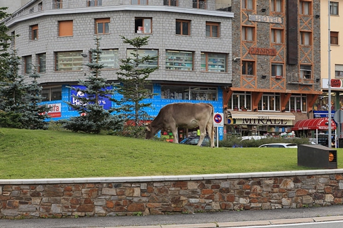 梦见把牛赶出去