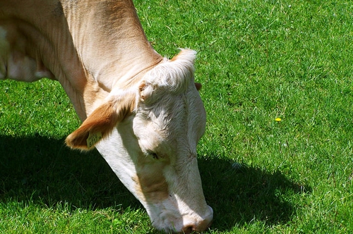 梦见我在给牛喂水