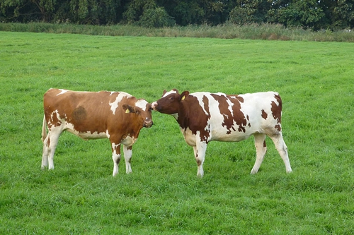 梦见把牛拴在屋里