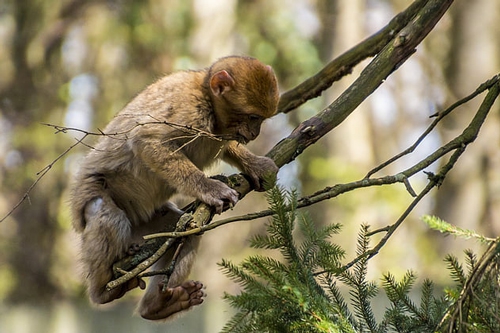 梦见爸爸杀了猴子