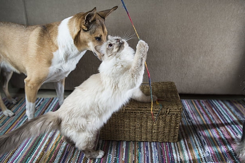 梦见爸爸养猫养狗