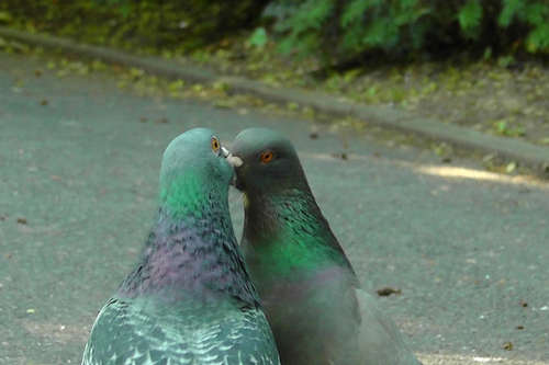 梦见我把爸爸亲了一口