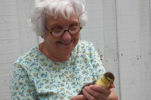 梦见爸爸抓夜鸭