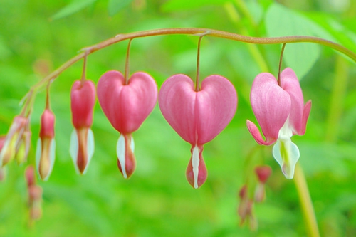 梦见爸爸受重伤流血