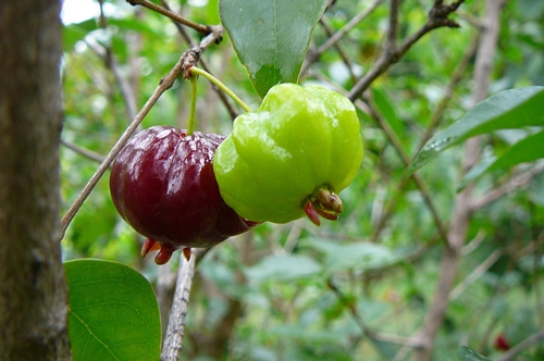 梦见爸爸摘果子给我