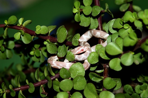 梦见爸爸打死了一条蛇