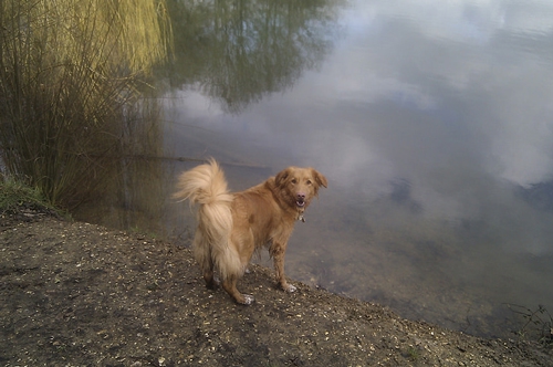 梦见大红色的狗