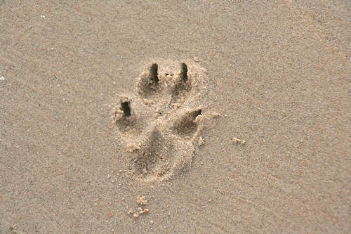 梦见狗爪子断了