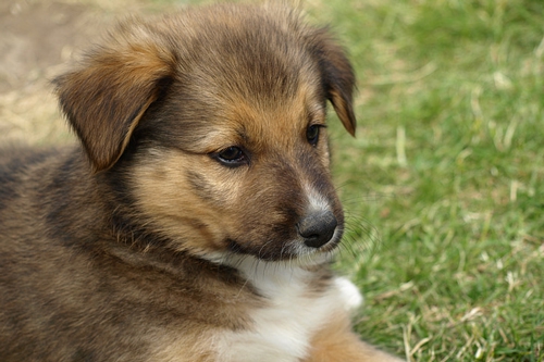 梦见狗被吊起来