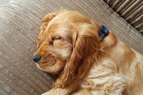 梦见狗生狗宝宝