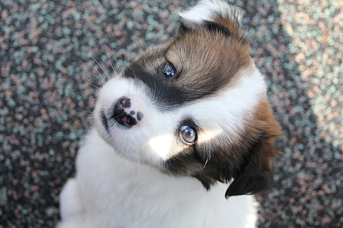 梦见狗抱住我的腿