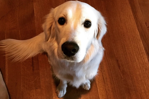 梦见自己养了很多狗