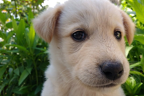 梦见狗对自己狂叫