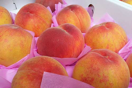 别人送桃子给我