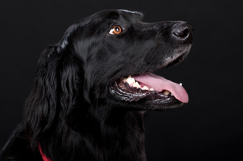 梦见狗把自己孩子咬了