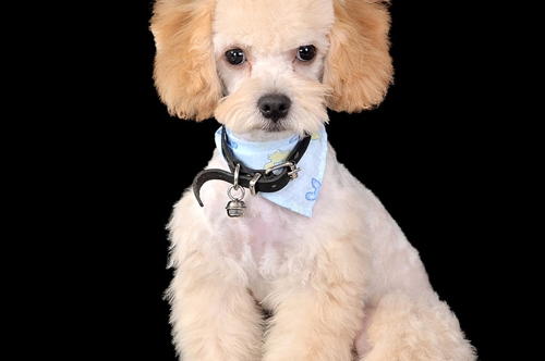 梦见被两只狗追着咬