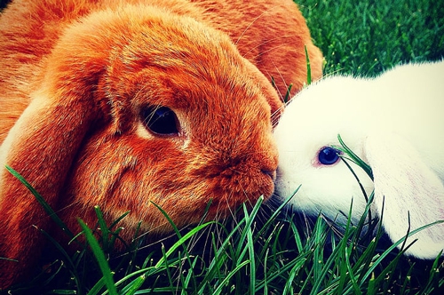 梦见自己打了一只兔子