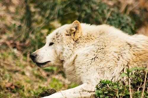 梦见家里有一匹狼