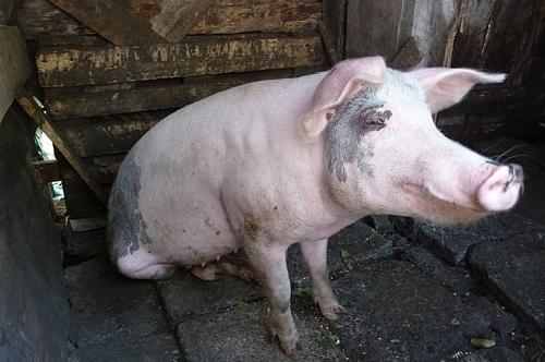 梦见母猪在家里