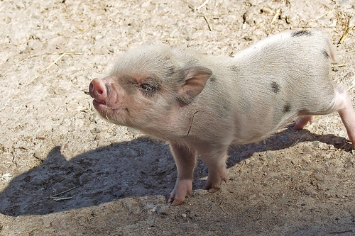 梦见三只小母猪