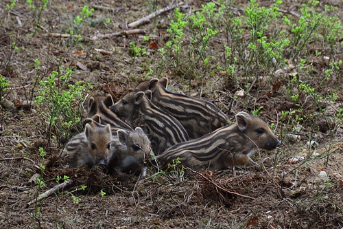 梦见好多的母猪和小猪