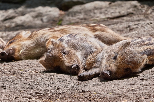 梦见母猪正在下崽子