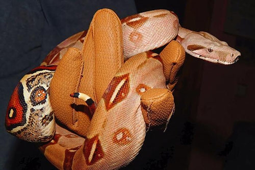 女人梦见两条蛇